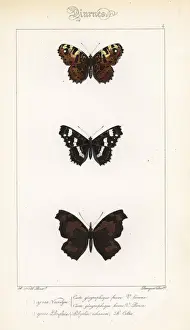 Pauquet Prints: Map and European beak butterflies