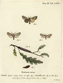 Bock Collection: Maple prominent and heart moth