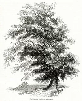 Maple tree (Acer)