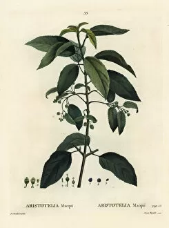 Arbustes Gallery: Maqui or Chilean wineberry, Aristotelia chilensis