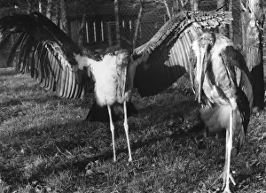 Storks Prints: Marabon Storks