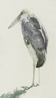 Marabou Stork