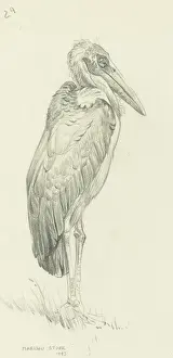 Storks Prints: Marabou Stork