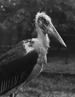 Marabou Stork