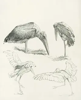 Marabou Storks