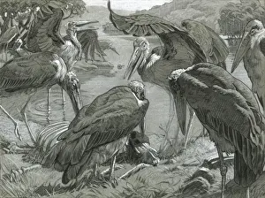 Storks Prints: Marabou Storks feeding