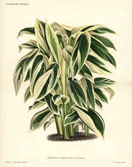 Arrowroot Collection: Maranta or arrowroot, Maranta arundinacea
