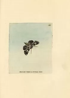 Subjects Gallery: Marbled coronet moth, Hadena confusa