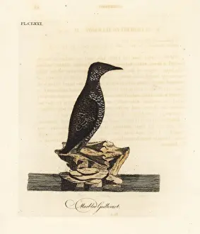Guillemot Prints: Marbled murrelet, Brachyramphus marmoratus. Endangered