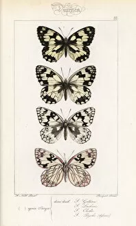 Marbled white butterflies