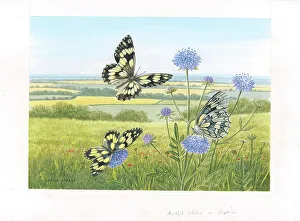 Parry Prints: Marbled White butterflies on Scabious