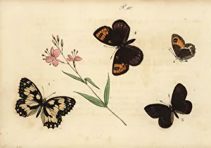 Almond Gallery: Marbled white, Spanish gatekeeper, almond