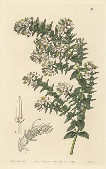 Colombia Prints: Marcetia taxifolia