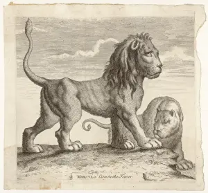 Felis Prints: Marco, Lion of Tower