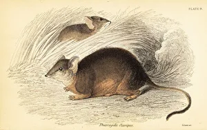 Marsupiata Prints: Mardo or yellow-footed antechinus, Antechinus flavipes