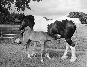 Mare & Foal