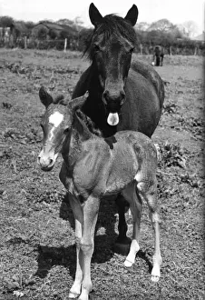 Mare & Foal