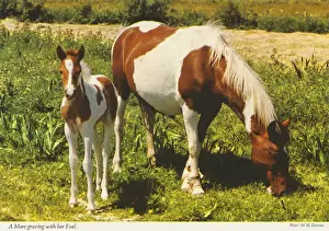 Foal Prints: A Mare grazing with her Foalby M. H. Downes