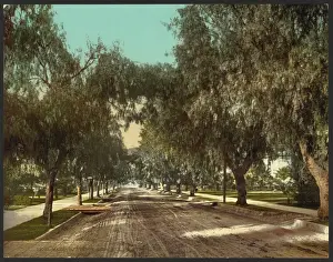Pasadena Prints: Marengo Avenue, Pasadena, California