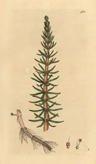 Mares Prints: Mares tail, Hippuris vulgaris