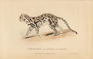 Maximilian Prints: Margay, Leopardus wiedii