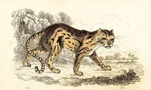 Predator Prints: Margay, Leopardus wiedii