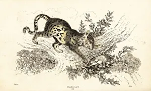Predator Prints: Margay, Leopardus wiedii