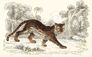 Predator Prints: Margay, Leopardus wiedii catenata