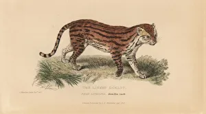 Landseer Collection: Margay, Leopardus wiedii catenata. Threatened