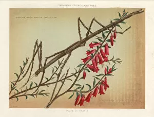 Fuchsia Collection: Margin-winged stick insect and red epacris