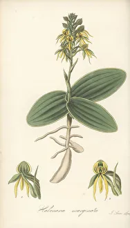 Exotic Flora Prints: Marginated habenaria orchid, Habenaria marginata