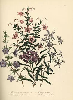 Jane Gallery: Marianthus, pronaya and tetratheca species