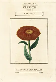 Duppa Prints: Marigold, Calendula officinalis