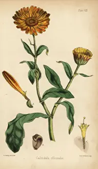 Marigold, Calendula officinalis