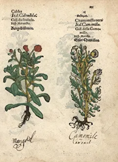 Marigold, Calendula officinalis, and true Marigold, Calendula officinalis, and true