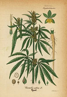 Willibald Collection: Marijuana or cannabis, Cannabis sativa