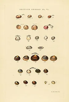 Gastropod Prints: Marine bivalves, Kelliadae, and freshwater shells, Cycladidae