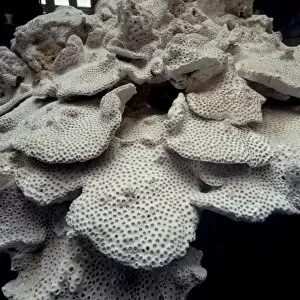 Anthozoan Gallery: Marine coral