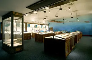 Marine Invertebrates