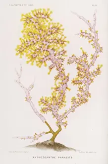Parasite Prints: Marine Life / Coral 1865