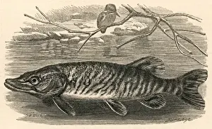 Marine Life / Fish / Pike