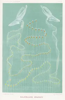 Marine Life / Galeolaria
