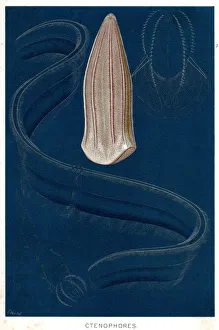 Images Dated 29th April 2019: MARINE LIFE JELLYFISH