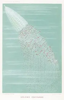 Marine Life / Jellyfish