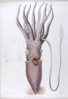 Marine Life / Squid
