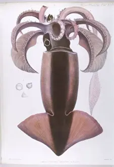 Squid Prints: Marine Life / Squid