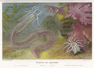 Marine Life / Synapte