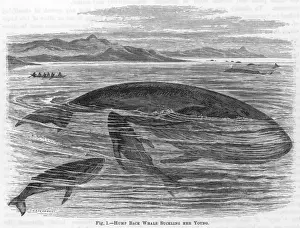 Marine Life / Whales