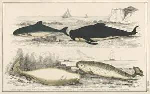 Marine Life / Whales