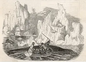 Marine Life / Whaling